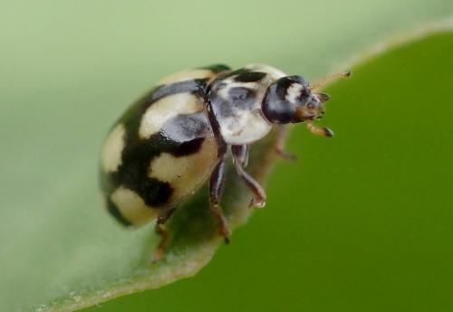 Réf. 221 129 : Adalia decempunctata